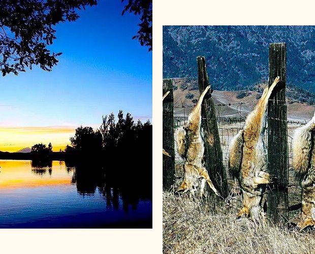 Animal pelts hanging on a fence