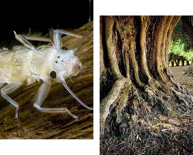 Close-up of white insect on wood