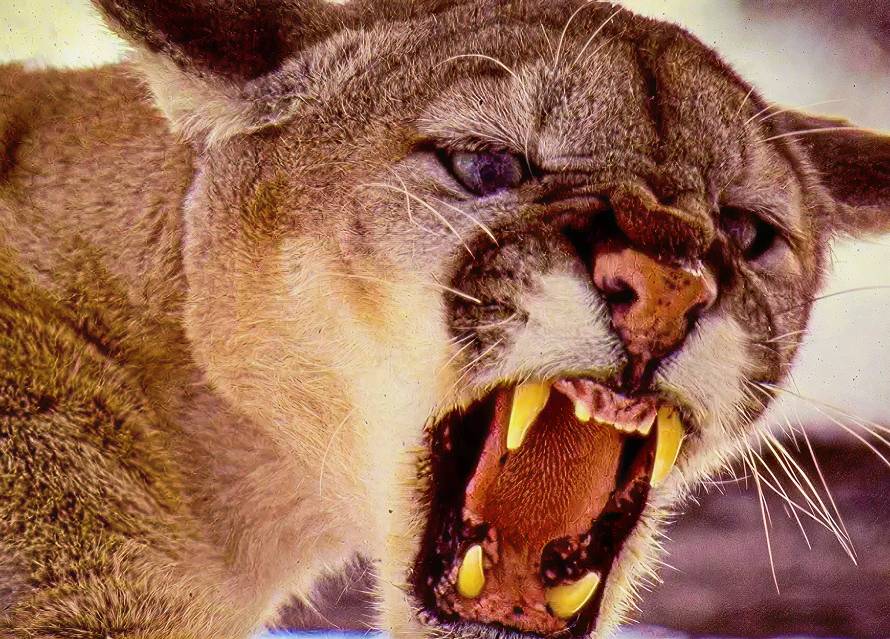 Snarling cougar with open mouth