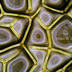 Hydrodictyon Algae