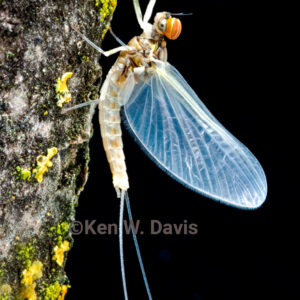 Baetis Mayfly