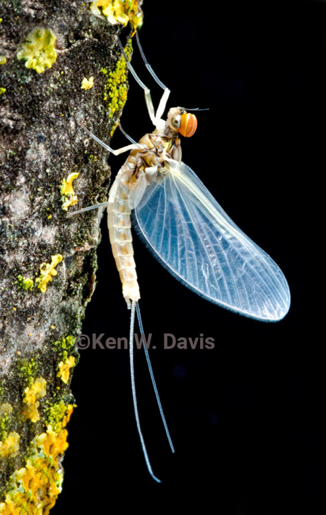 Insect -2
