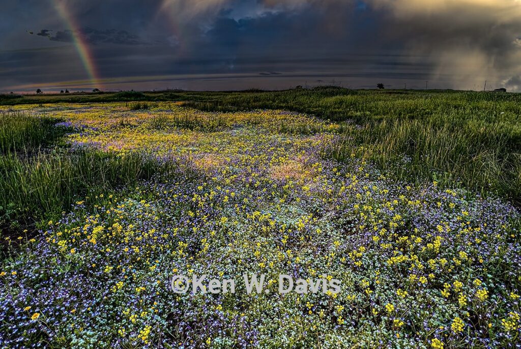 VERNAL POOL-4_1