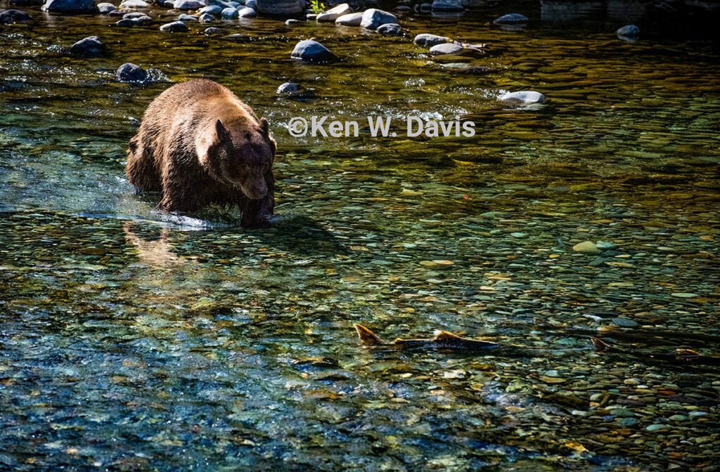 WILDLIFE - 7 (1)