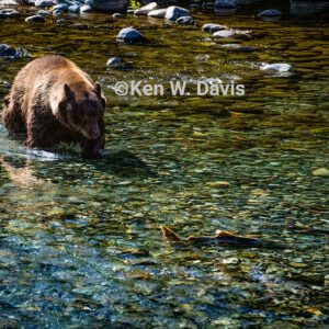 Butte Creek Bear