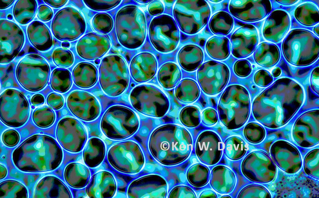 algae - 1