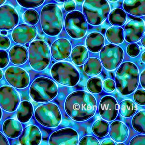 Algae Bubbles