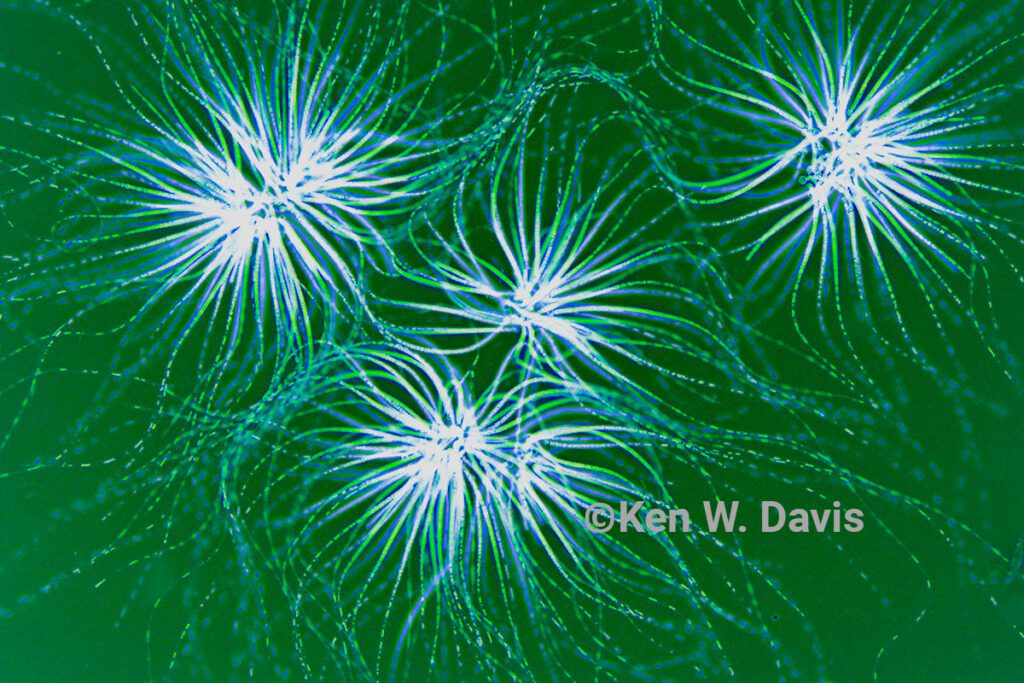 algae--2