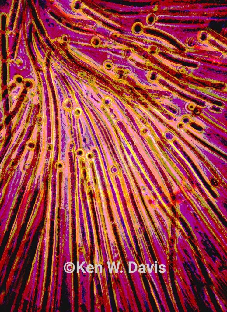 Cyanophyta Blue Green algae