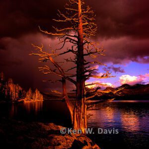 Caples Lake Snag