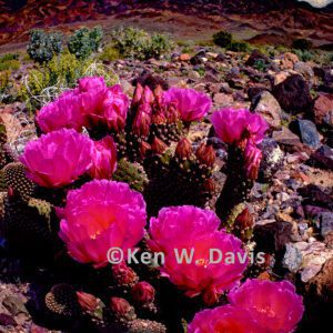Beavertail Cactus