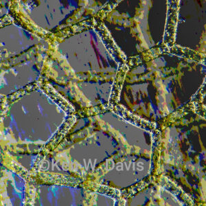 Hydrodictyon algae