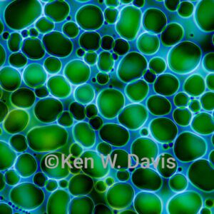 Algae Bubbles