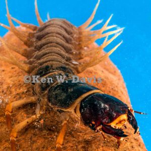Hellgrammite