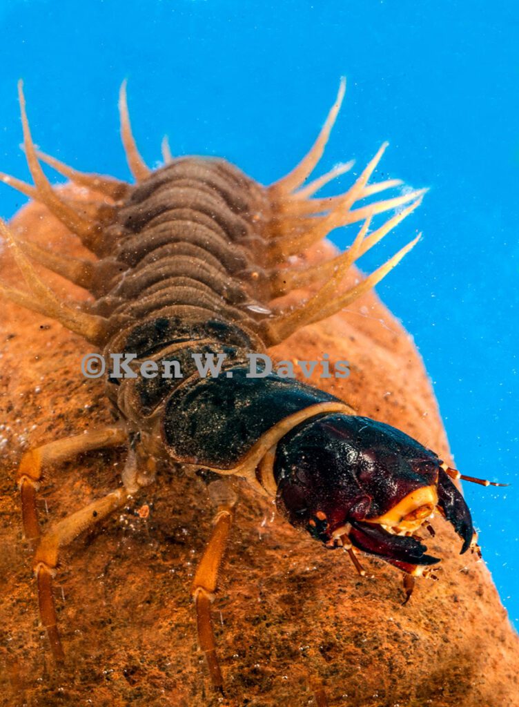insect - 1