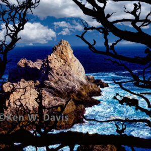 Point Lobos Cypress