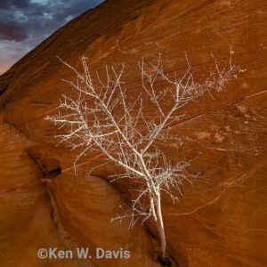 Valley of Fire Tree