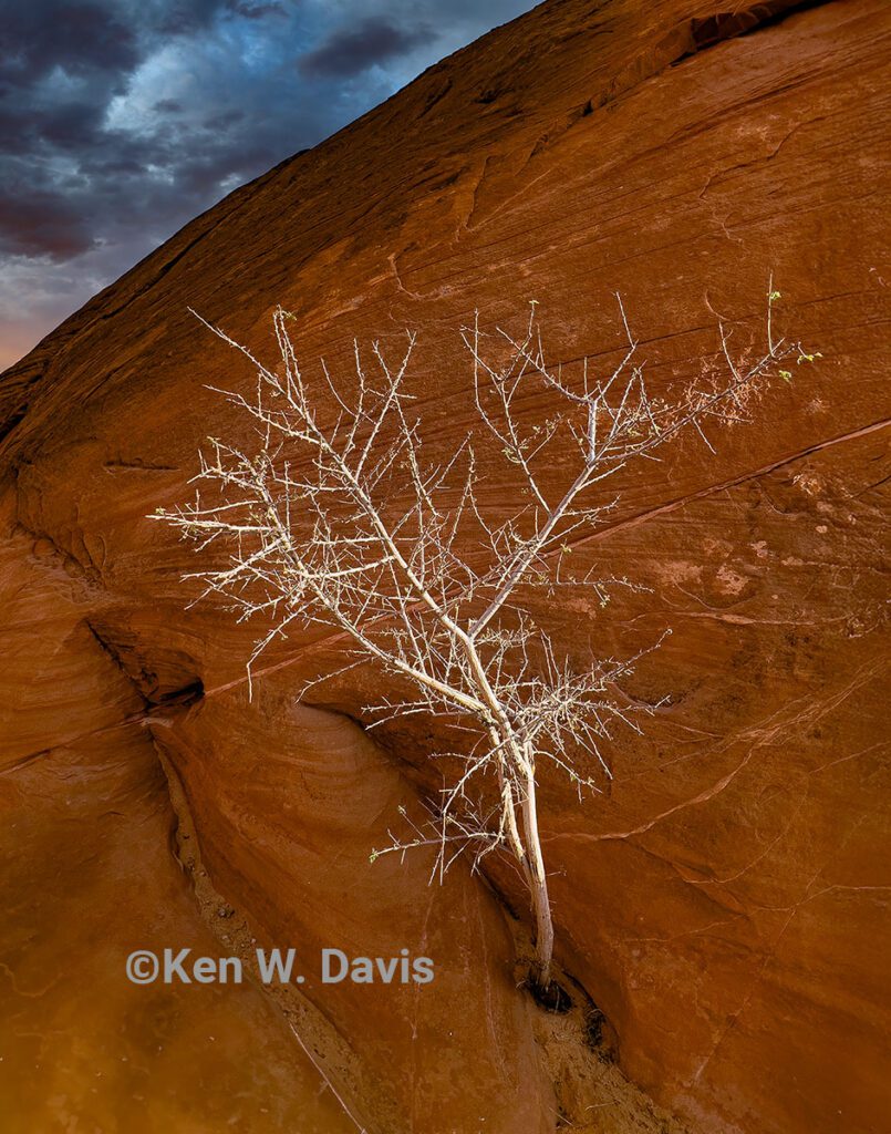 tree - 1