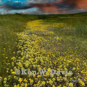Vernal Pool Edge