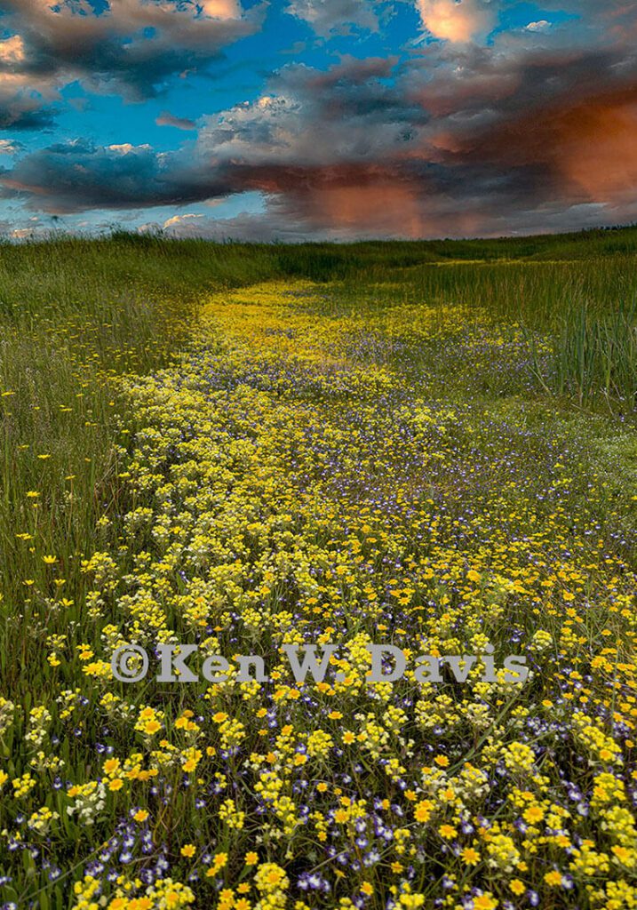 vernal pool - 1