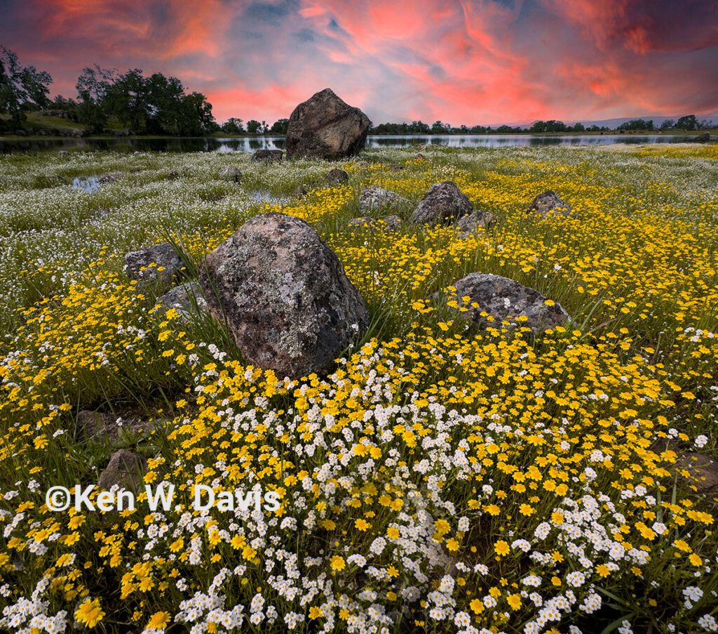 vernalpool - 3