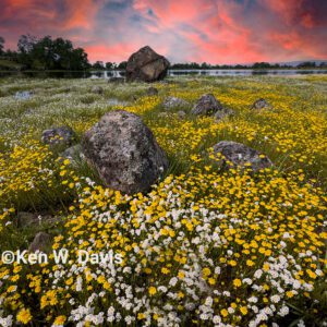 Hog Lake Vernal Pools