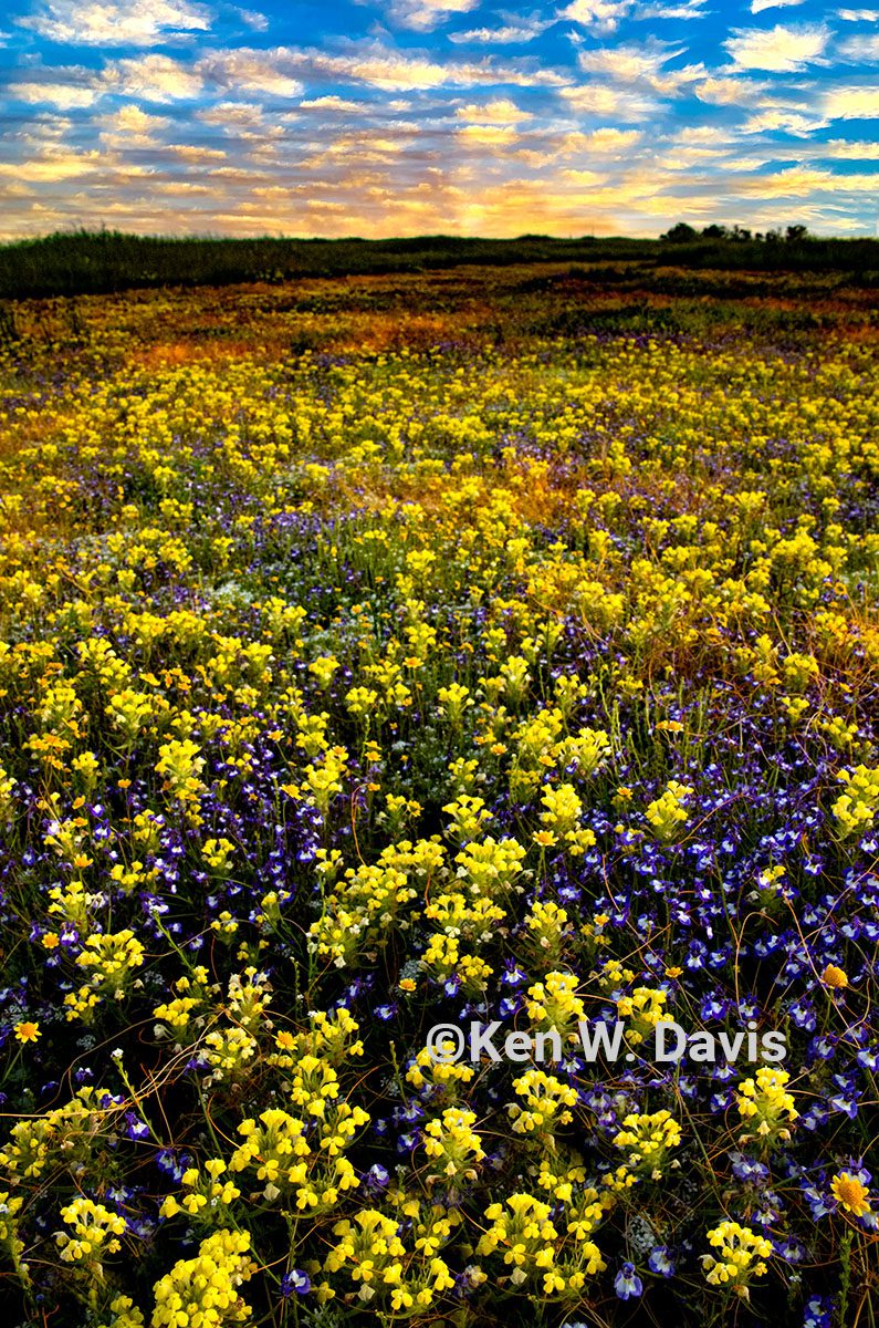vernalpool - 4