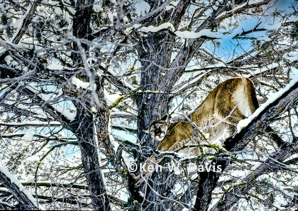 wildlife - 1
