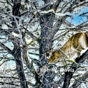 Mountain Lion in tree