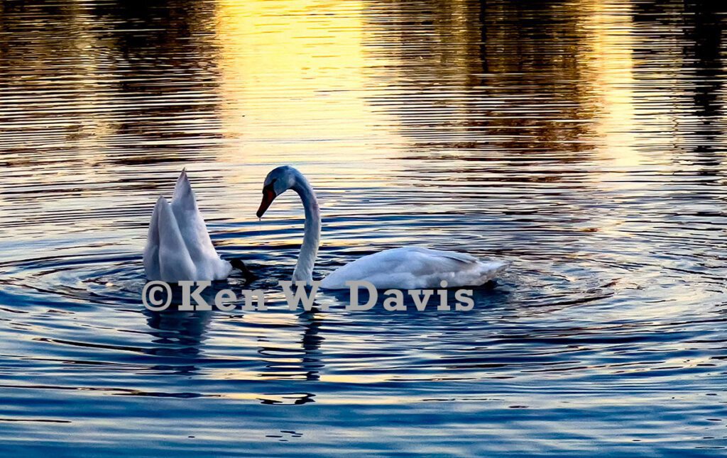 wildlife - 2