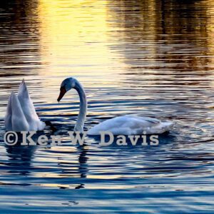 Mute Swans