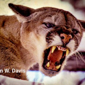 Growling Mountain Lion