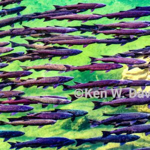 Spring-run Salmon school