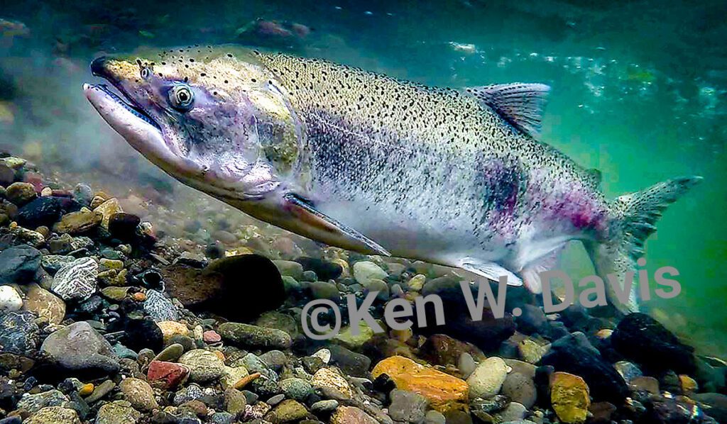 Chinook Salmon in Putah Creek