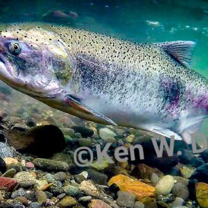Female Chinook Salmon