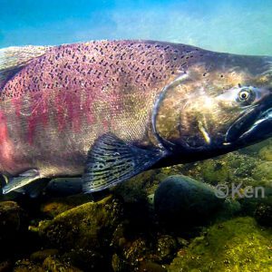 Male Chinook salmon