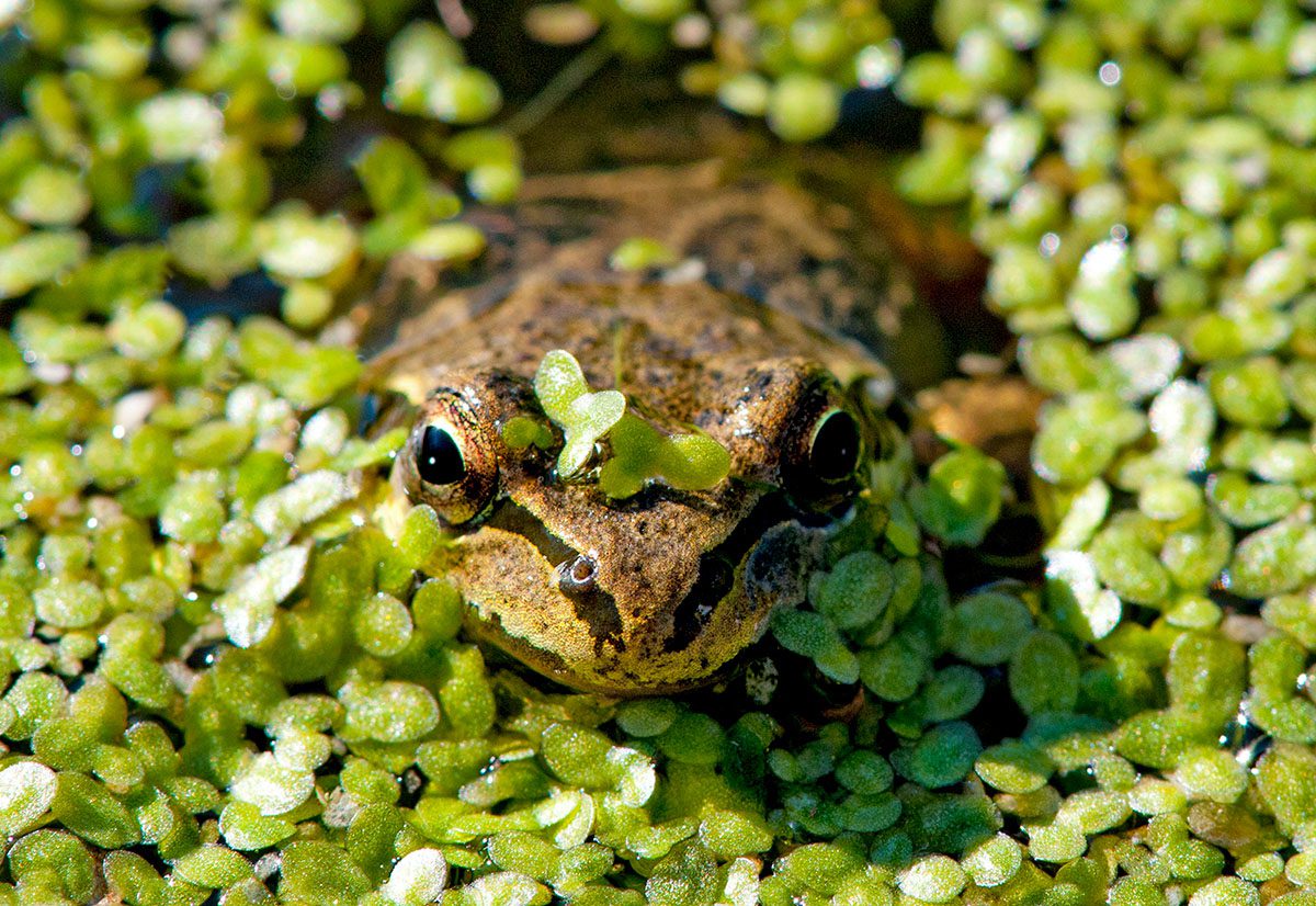 Hyla in Duckweed